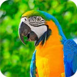 Logo of Parrot Wallpapers 4K android Application 